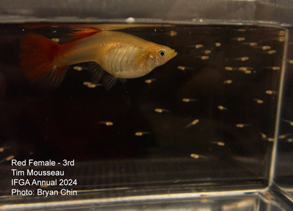 female guppy red